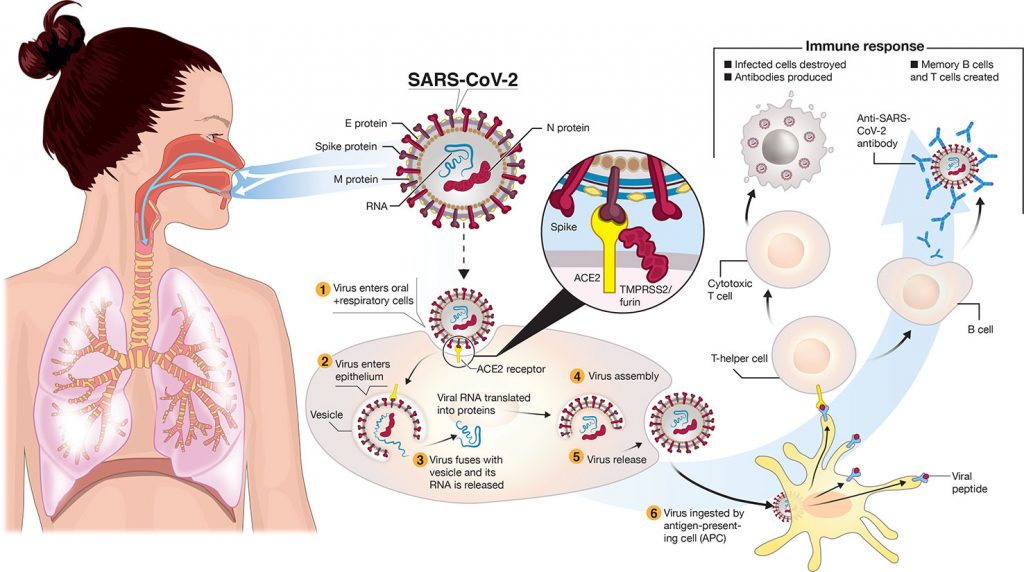 Corona Virus is scientifically called SARS-CoV-2