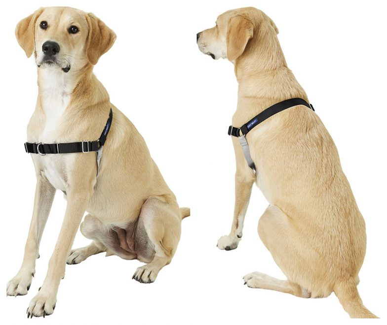 What Are The Various Types Of Dog Collars To Know About?