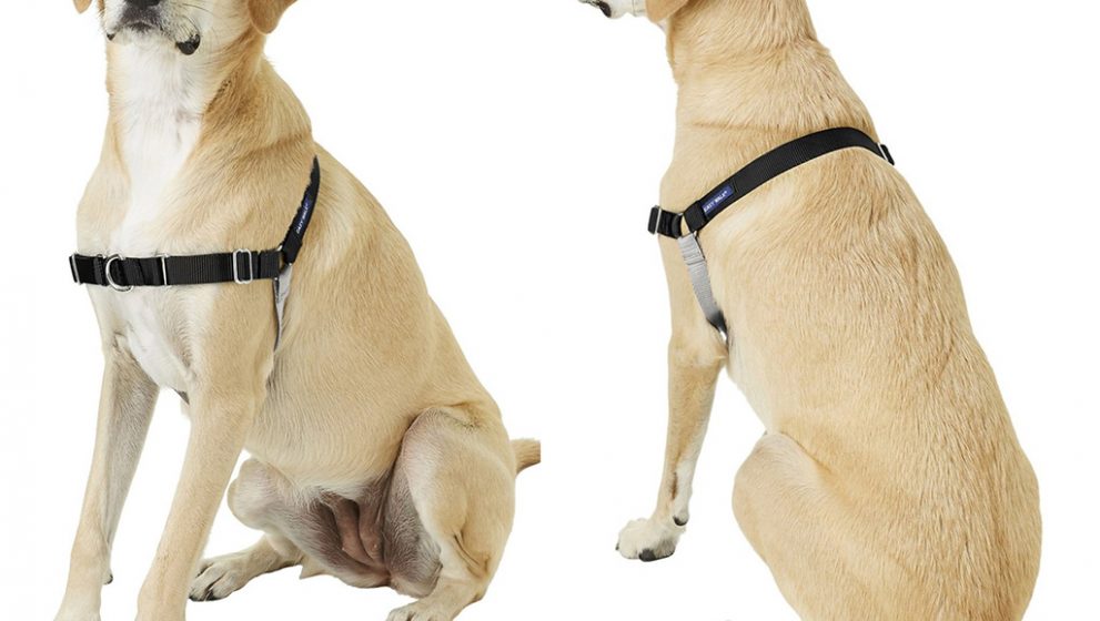 What Are The Various Types Of Dog Collars To Know About?