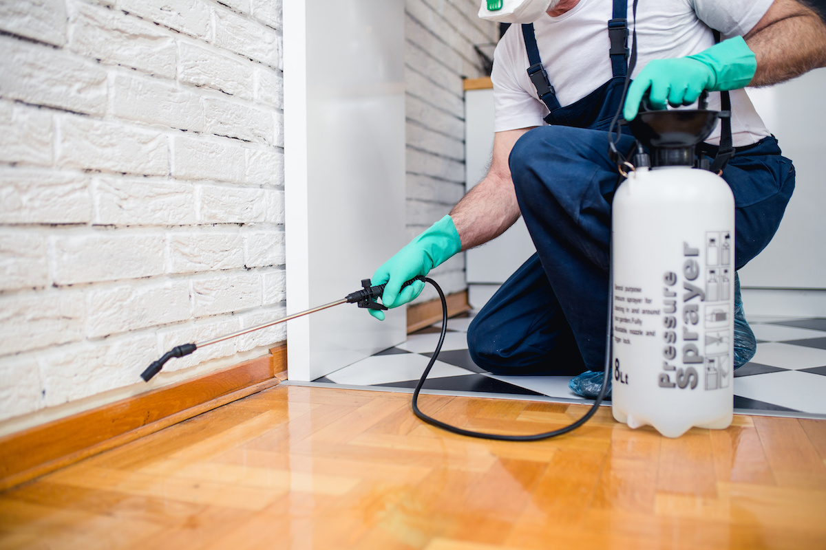 Why Is It Important To Go For Pest Control Services?