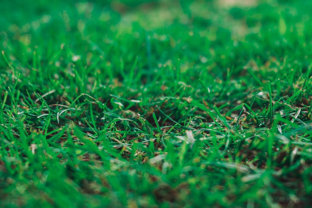 lawn care in Regina